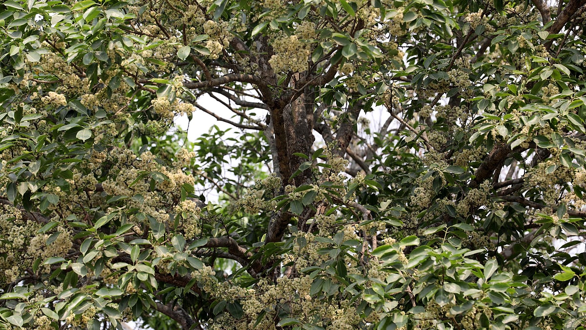 ফুলে ফুলে ছেয়ে গেছে জামগাছ