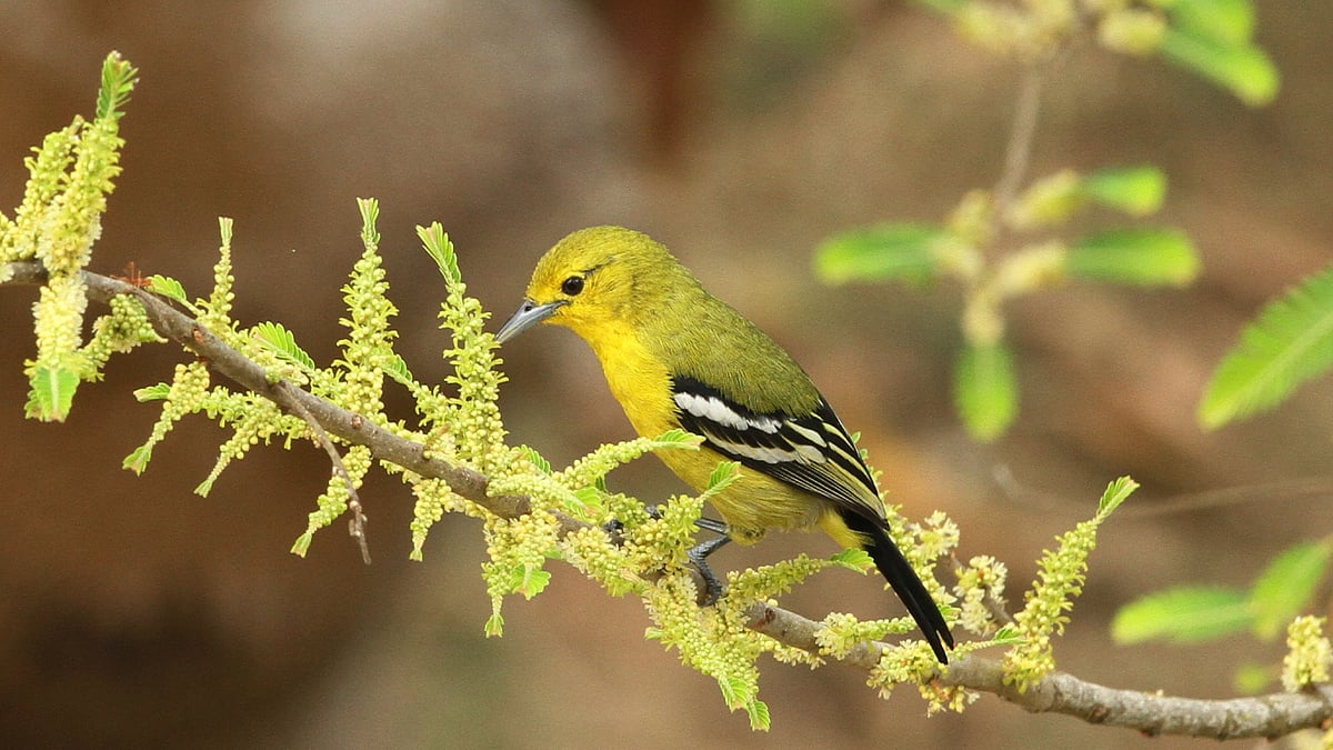 ছবি: সুপ্রিয় চাকমা