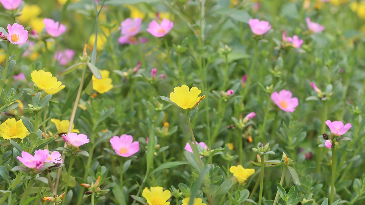 ছবি: মঈনুল ইসলাম