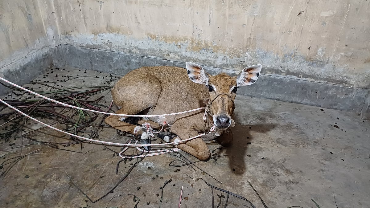 ছবি: প্রথম আলো