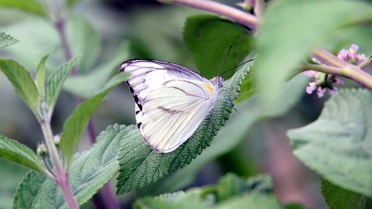 ছবি: আব্দুল মোমিন