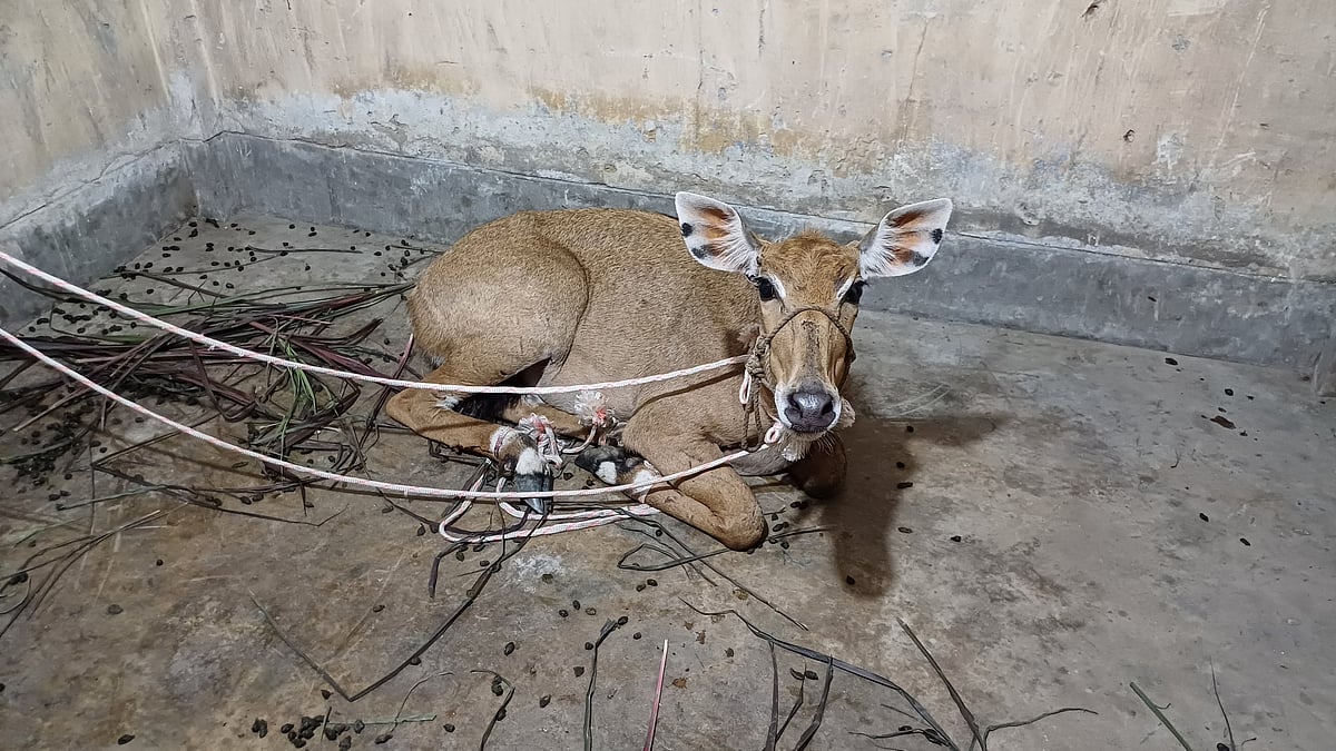 ছবি : প্রথম আলো