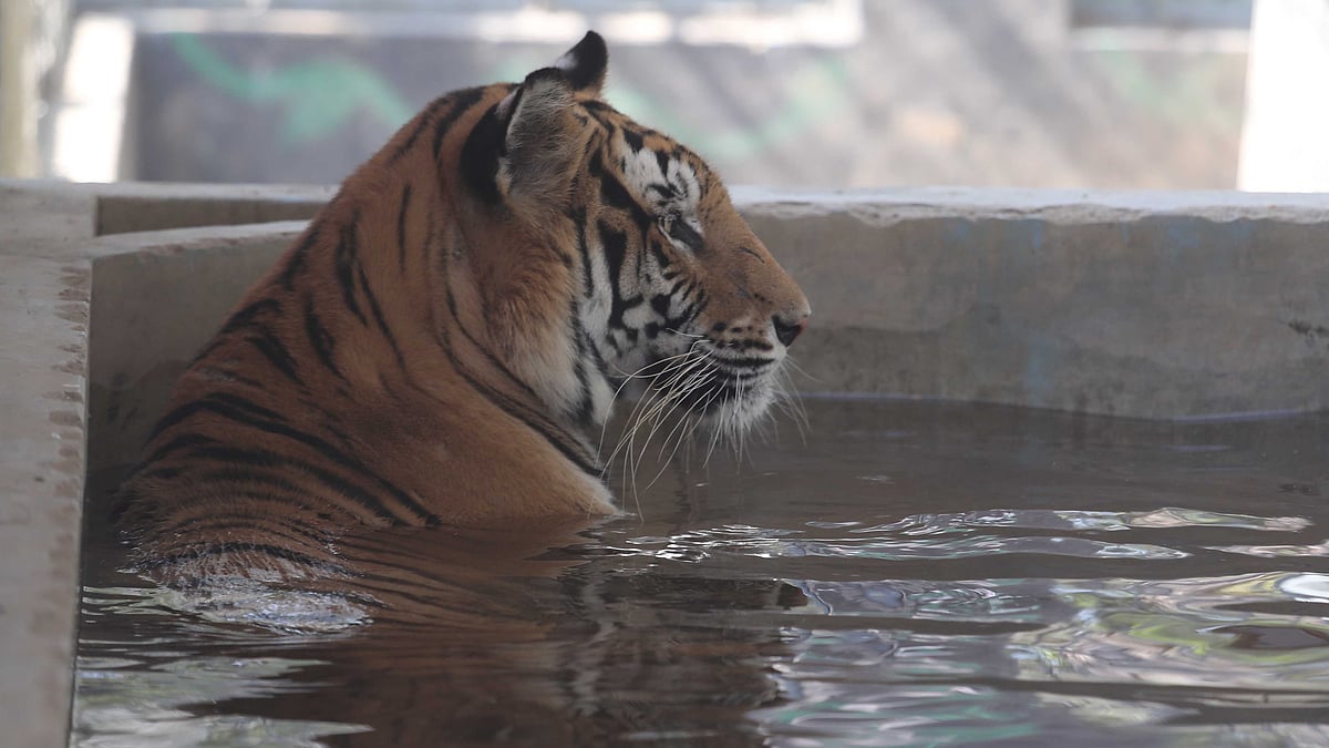 চৌবাচ্চার পানিতে শরীর ডুবিয়ে বসে আছে বাঘ 