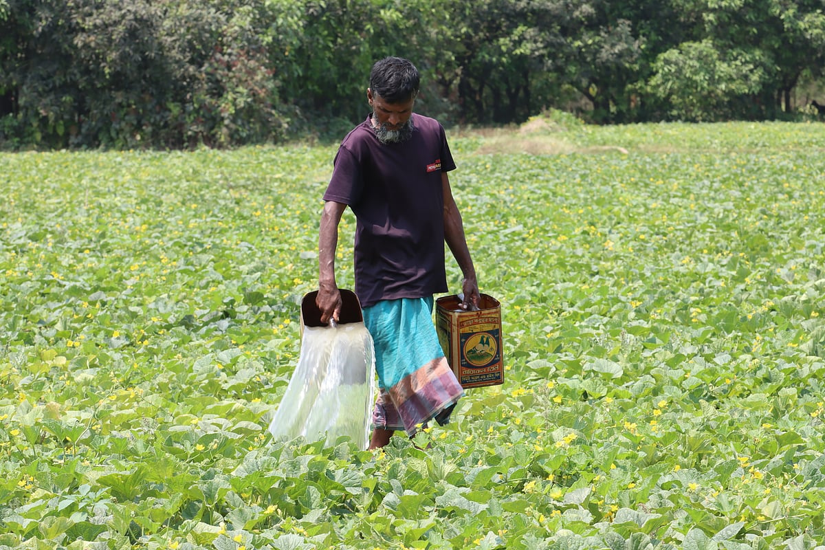 খেতে বাঙ্গিগাছে পানি দিচ্ছেন কৃষক 