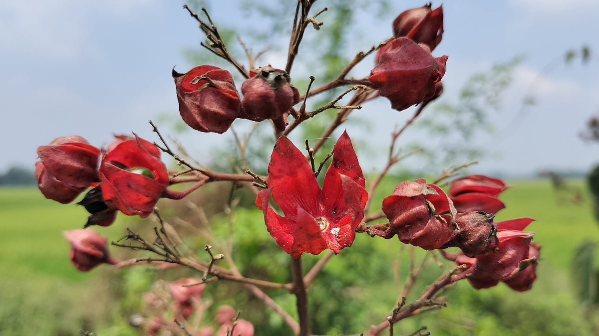 ছবি: সাজেদুল আলম