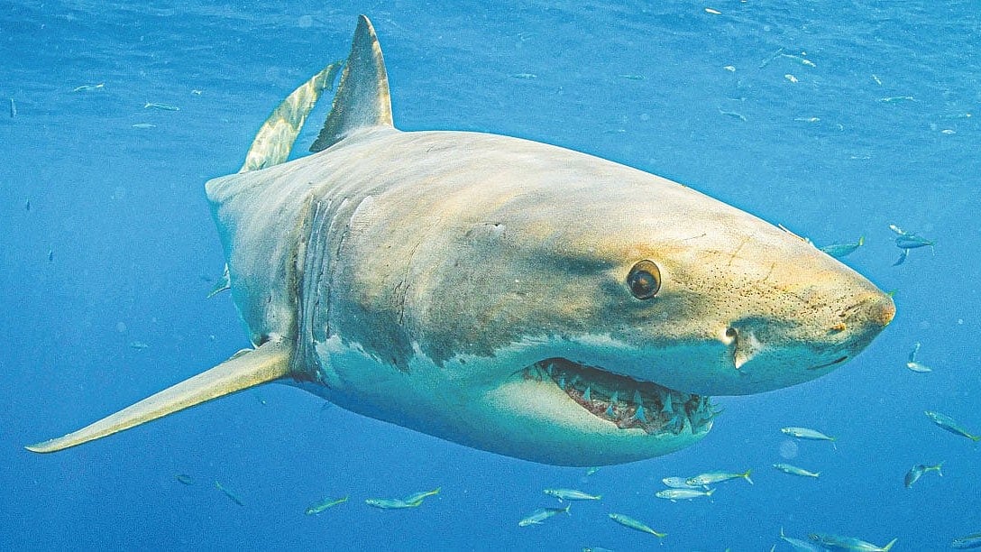 হাঙরের আচরণ বদলে যাচ্ছে কেন