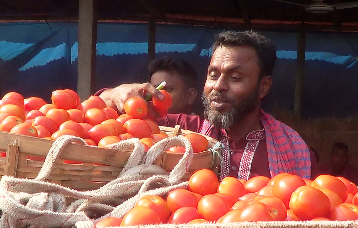 টমেটো বাছাই করে ক্রেটে (প্লাস্টিকের ঝুড়ি) ভরছেন শ্রমিকেরা 