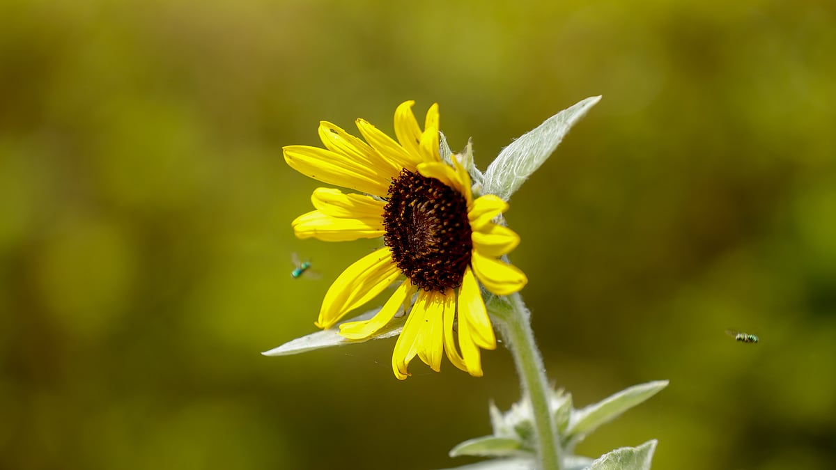ছবি: সাদ্দাম হোসেন