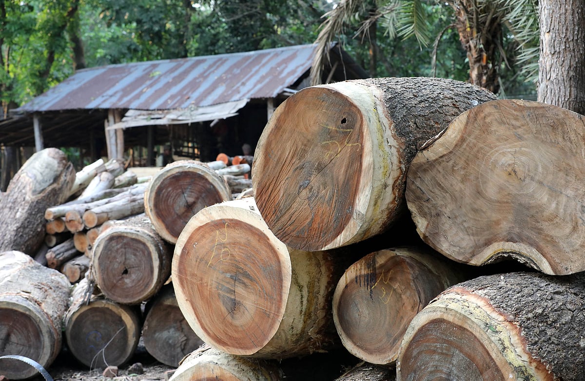 আসবাবপত্র বানানোর আগে কাটার জন্য করাতকলে কাঠ এনে রাখা হয়েছে।