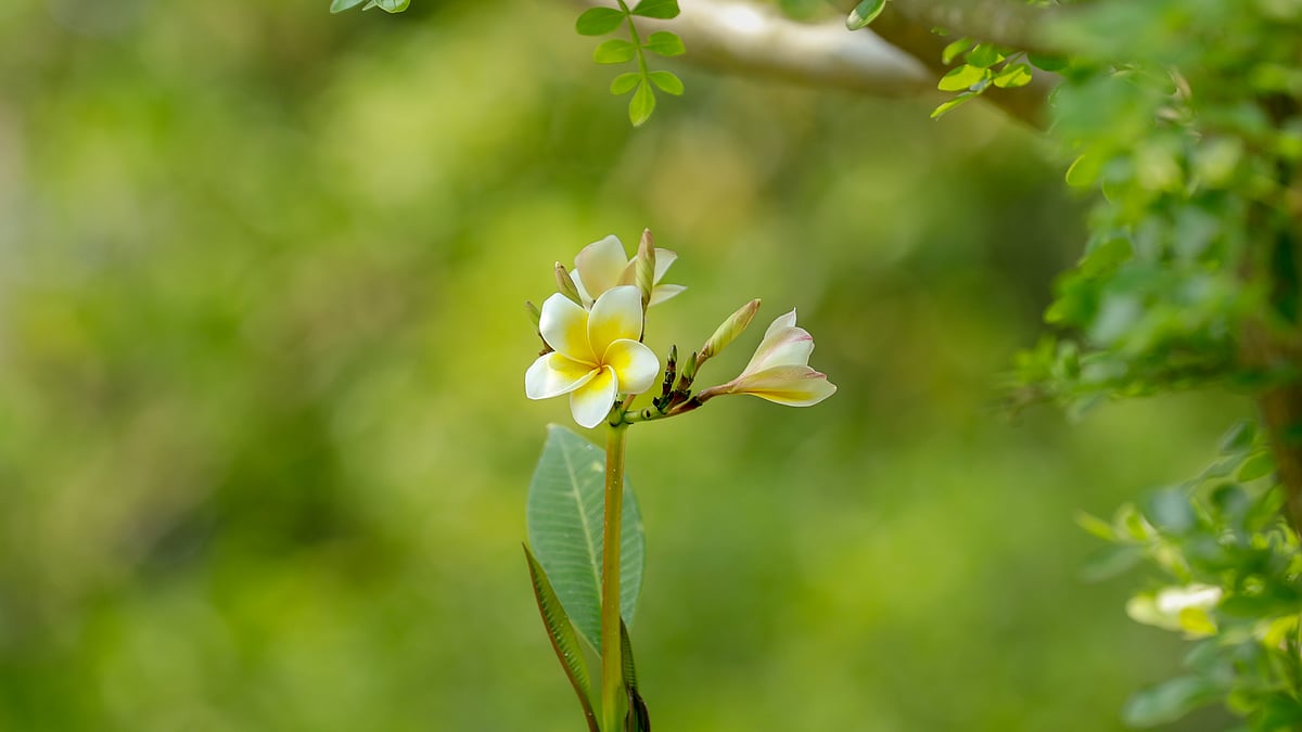 ছবি: সাদ্দাম হোসেন