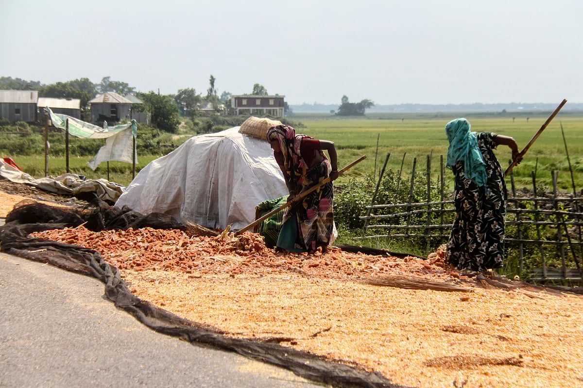 খেত থেকে তুলে আনার পর ভুট্টা ছাড়াতে ব্যস্ত দুই নারী 