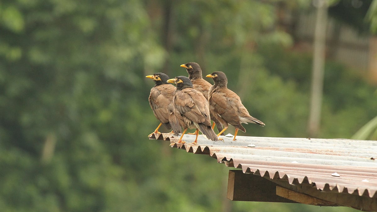 ছবি: সুপ্রিয় চাকমা
