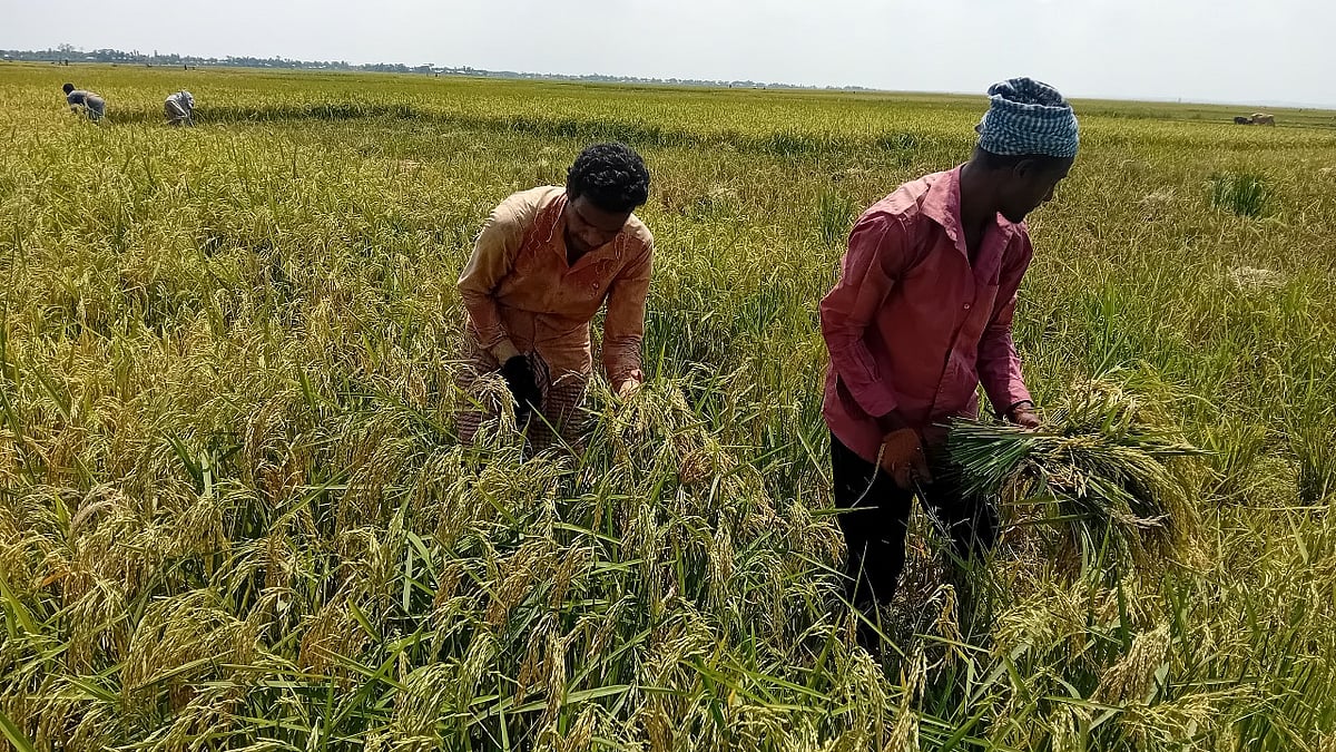 ধান কাটতে ব্যস্ত শ্রমিকেরা