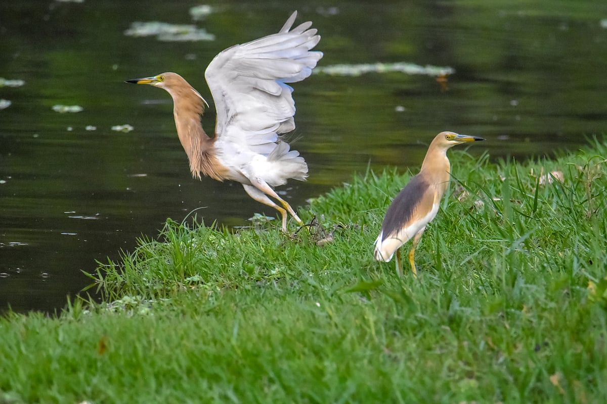 ছবি: হাসান মাহমুদ 