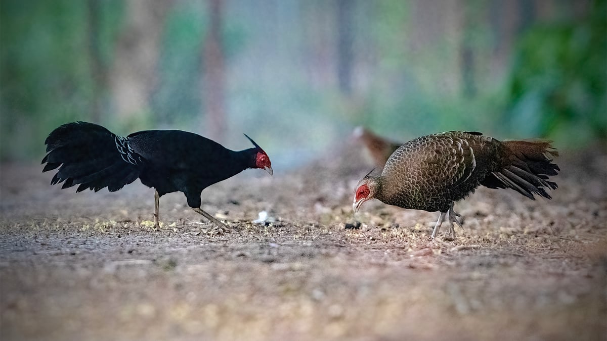 ভোরের আলোয় দেখা মেলে স্ত্রী ও পুরুষ কালো মথুরার