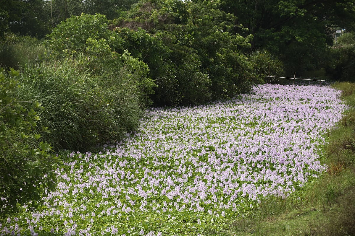 খালজুড়ে ফুটে আছে অজস্র কচুরিপানা ফুল। 