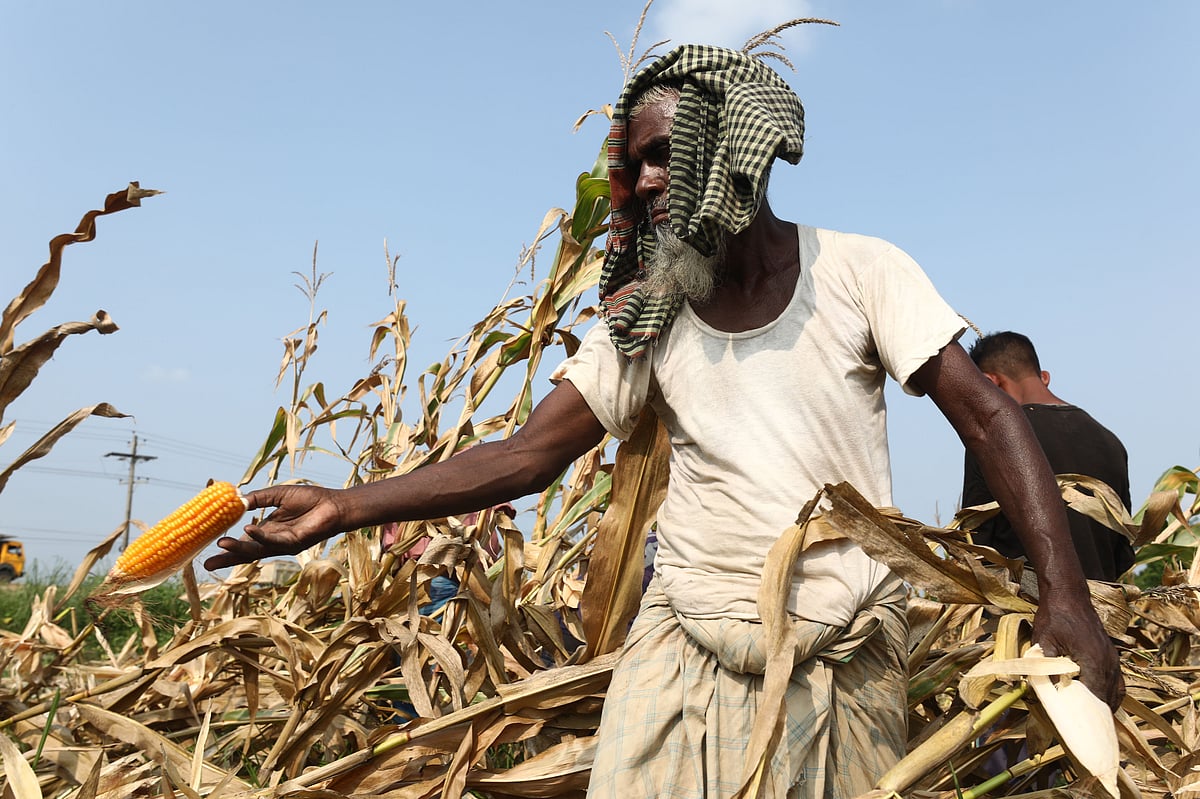 খেত থেকে ভুট্টা তোলা হচ্ছে।
