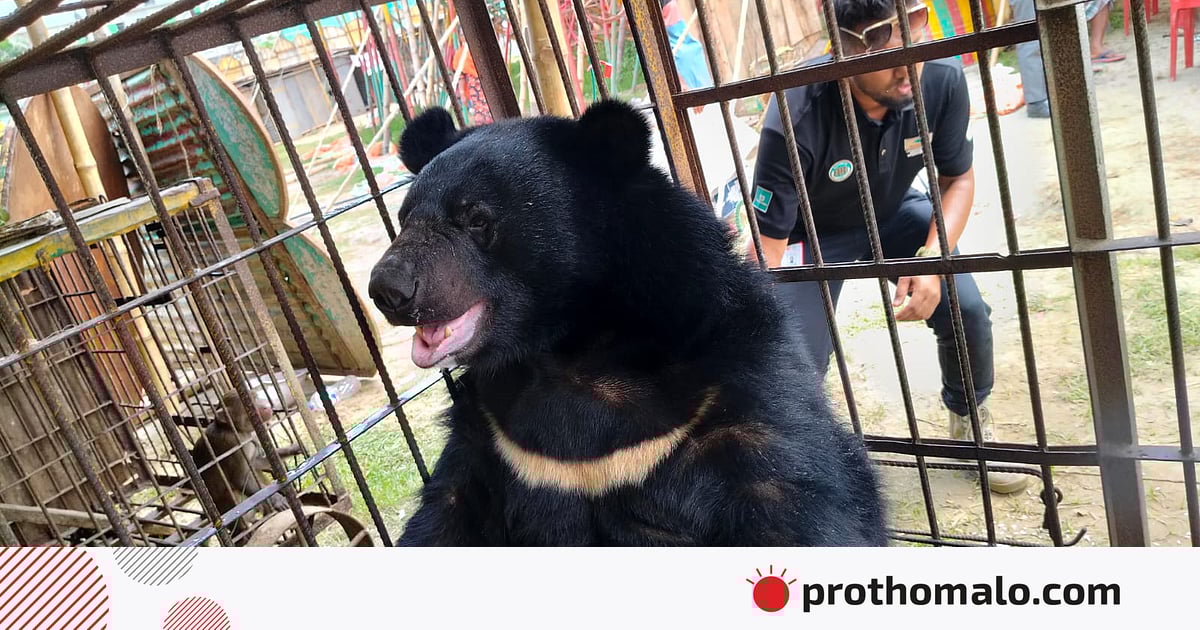 কুমিল্লায় সার্কাস থেকে এশিয়ান কালো ভালুক ও দুটি বানর উদ্ধার করেছে বন বিভাগ