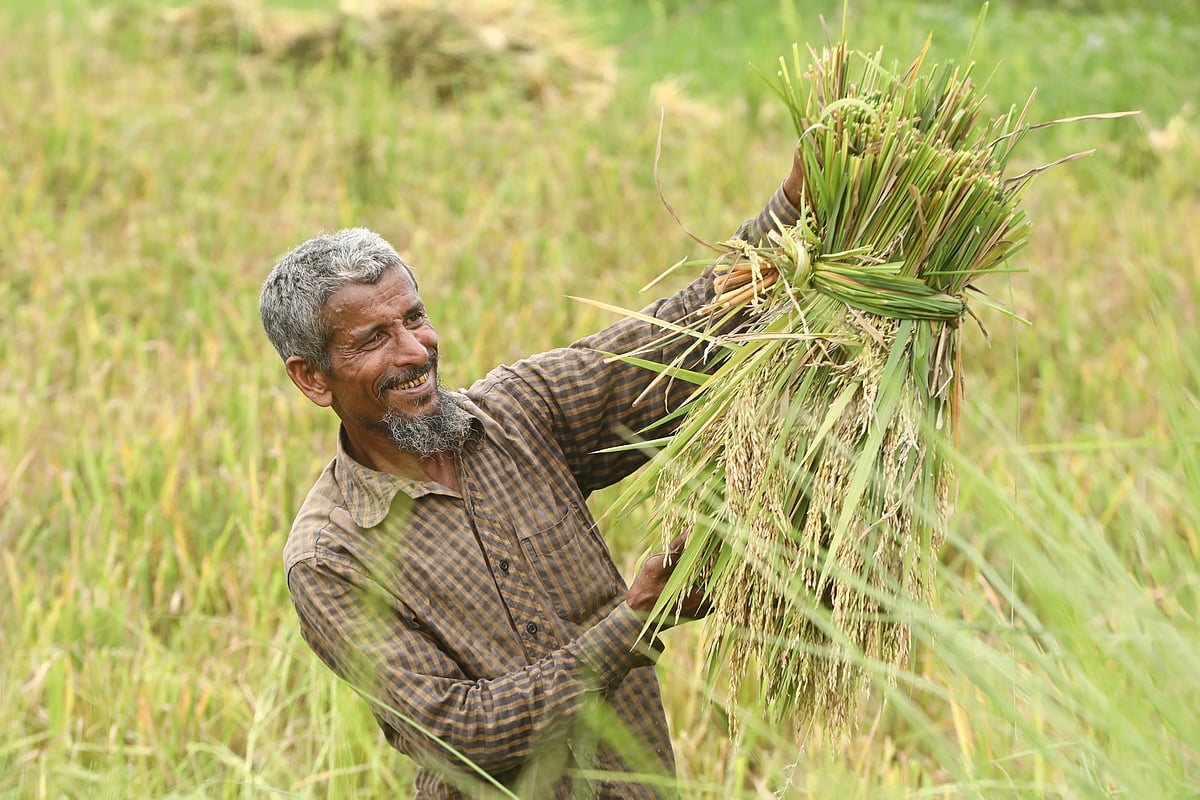 কাটা ধানের আঁটি হাতে হাস্যোজ্জ্বল কৃষক 