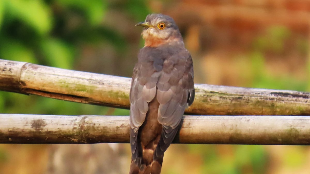 ছবি: সাদিক মৃধা