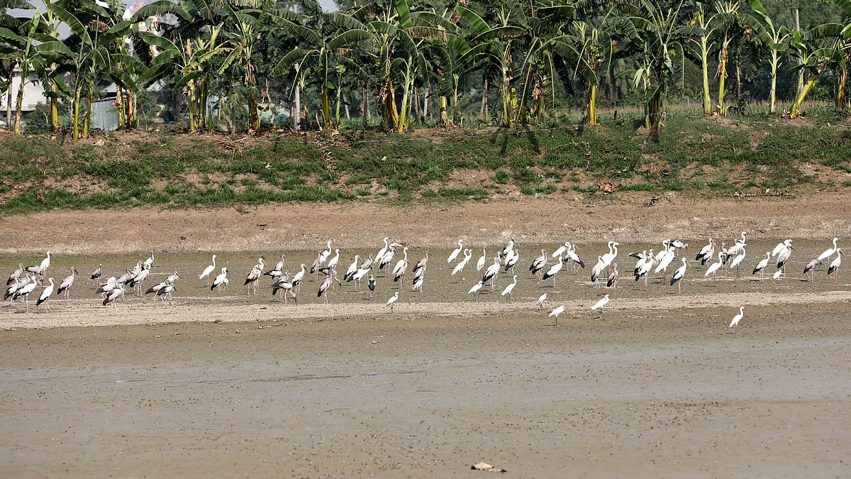 শিকারের ফাঁকে অলস সময় পার করছে শামুকখোল পাখি