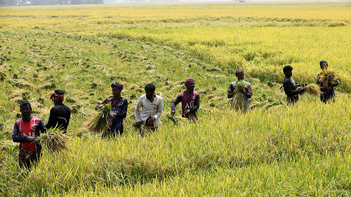 কৃষকেরা দলবেঁধে বোরো ধান কাটছেন

