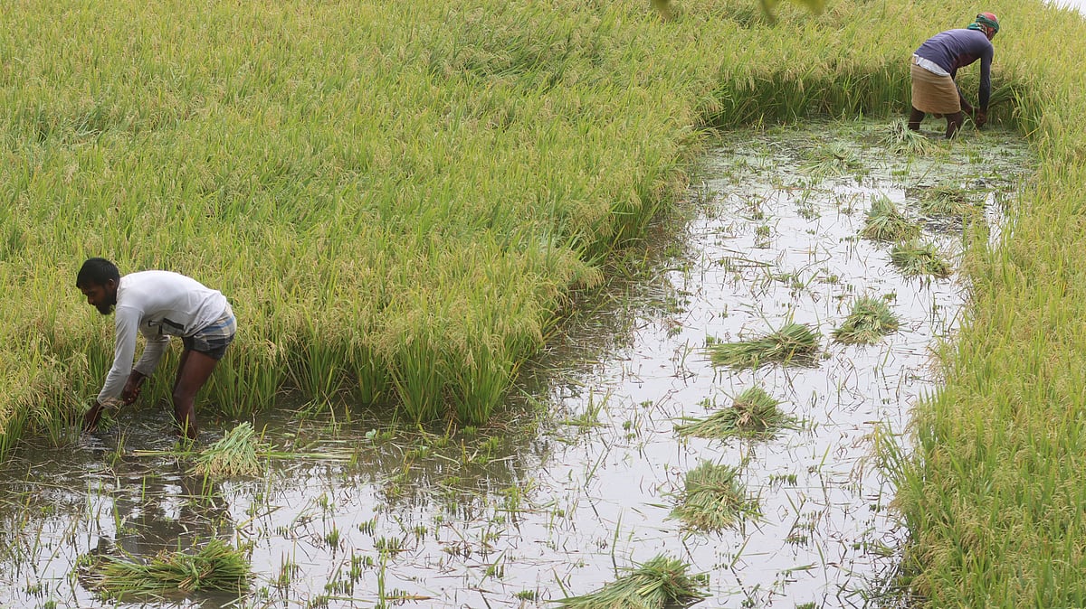 ছবি: মঈনুল ইসলাম