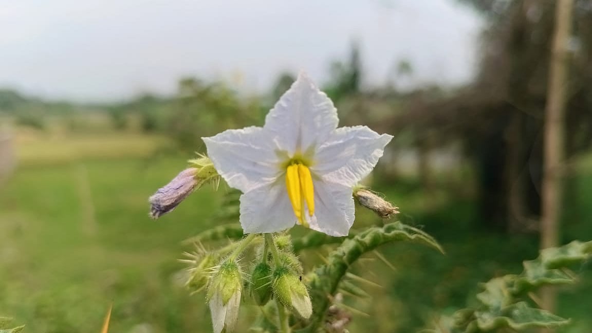 এই ফুলের বাংলা নাম ‘কন্টিকারি’।