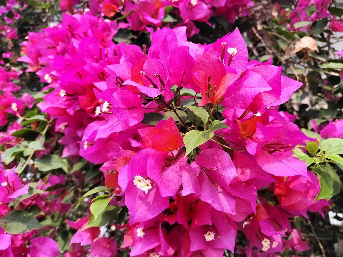 ছবি: সাজেদুল আলম 