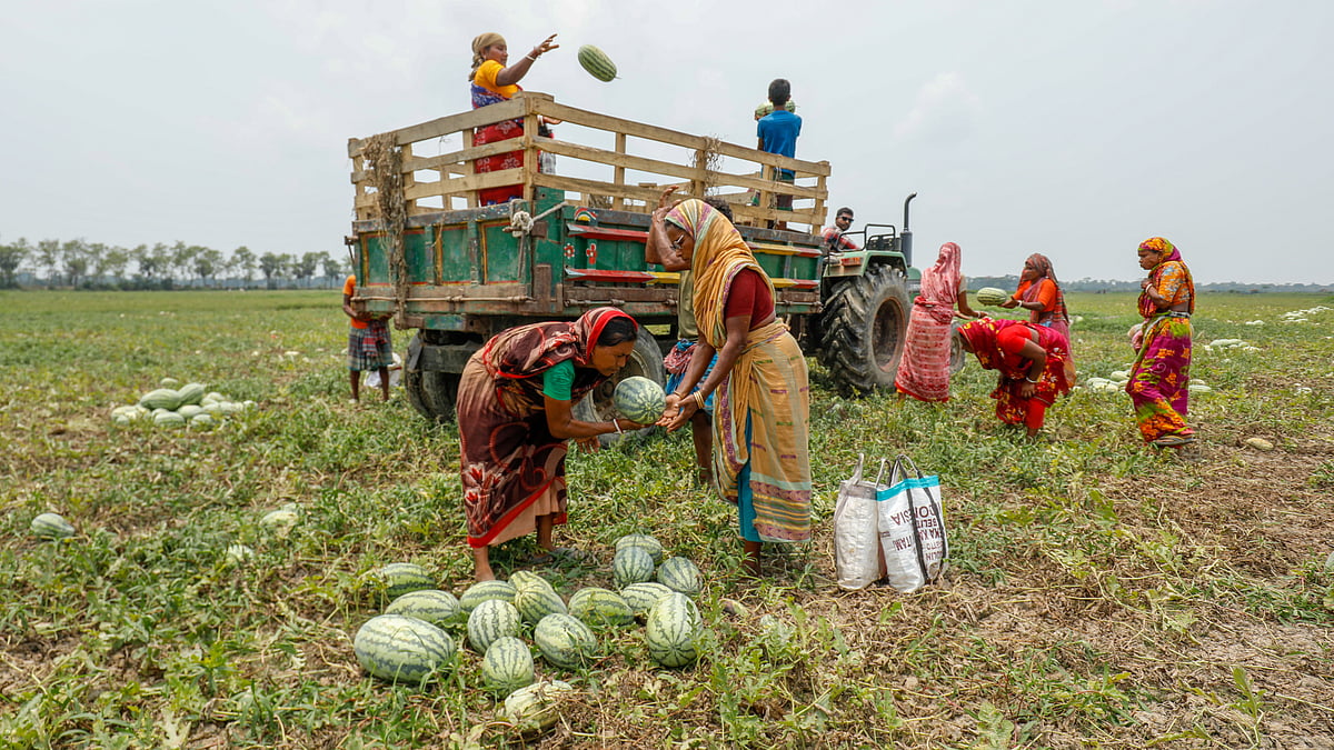 পাওয়ার টিলারের ট্রলিতে তরমুজ তুলছেন নারীরা