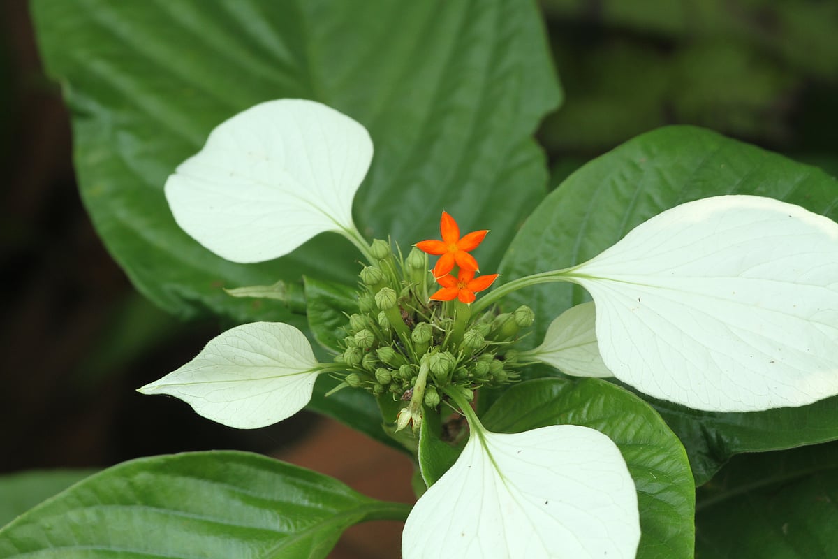 ছবি: সুপ্রিয় চাকমা  