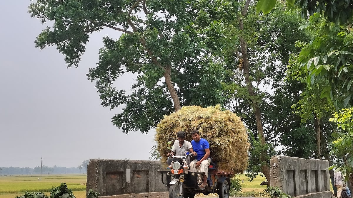 ধান কাটা শেষে বাড়িতে নিয়ে যাচ্ছেন কৃষক। বাঁকাই এলাকা, রায়গঞ্জ, সিরাজগঞ্জ, ০১ মে। ছবি: সাজেদুল আলম