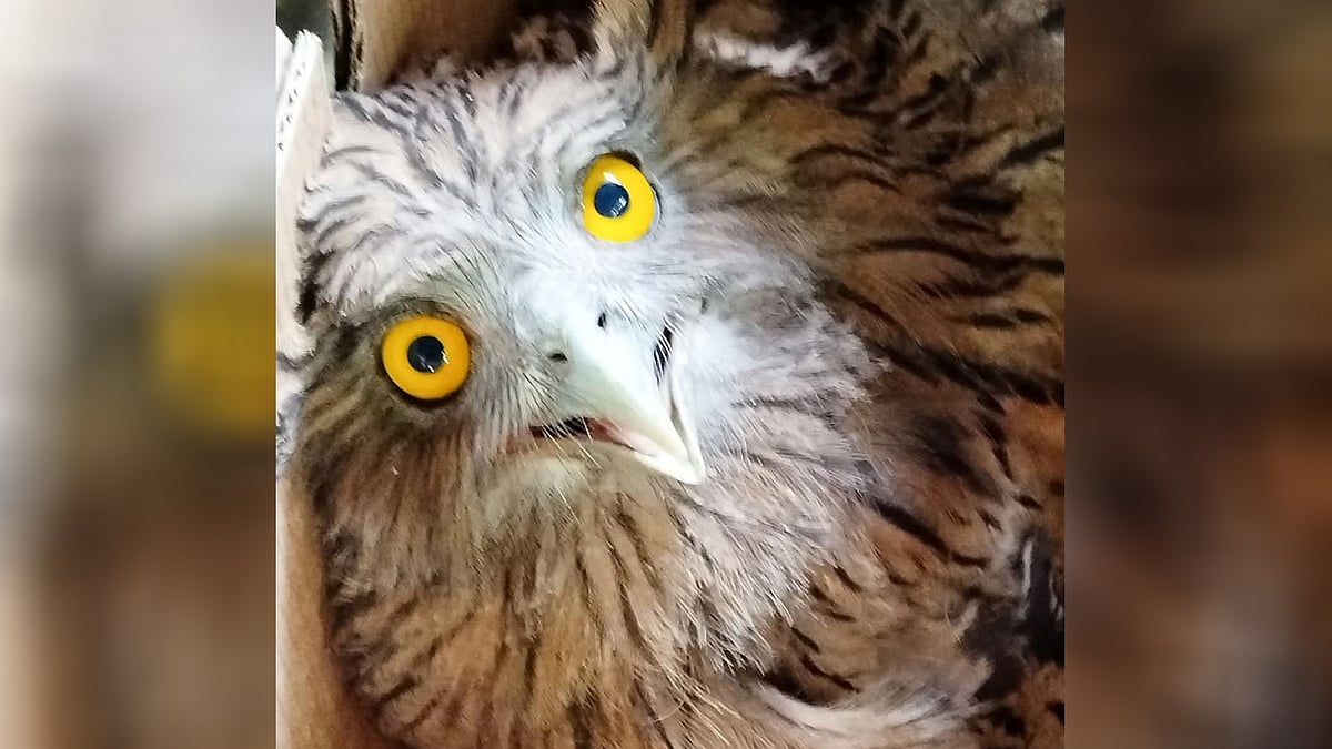 ছবি: প্রথম আলো