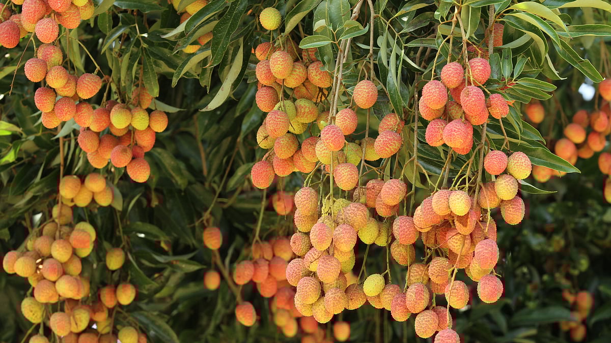 ছবি: সুপ্রিয় চাকমা