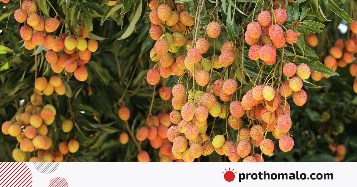 লিচু নিয়ে যে কারণে সতর্ক থাকা প্রয়োজন