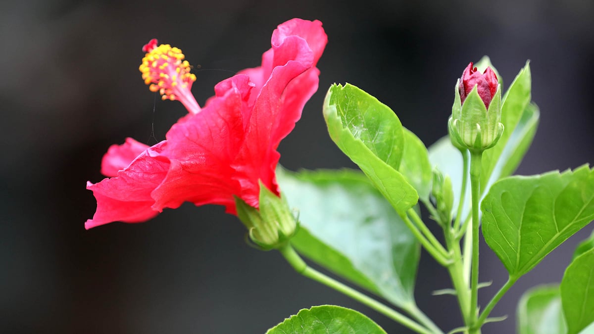 গাছে ফুটেছে লাল টুকটুকে একটি জবা