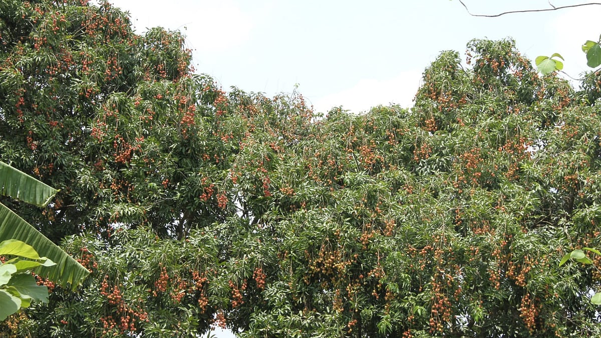 বাগানে লিচু পাকতে শুরু করেছে