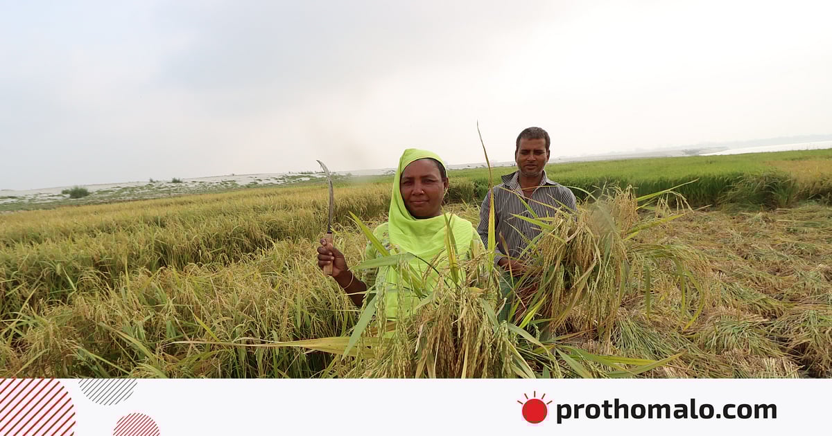 পদ্মার ‘গোপন বুকে’ ধানের হাসি