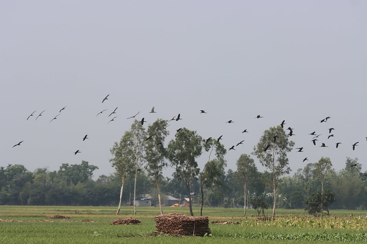 সবুজ খেত থেকে একঝাঁক পানকৌড়ি উড়ে যাচ্ছে আকাশে।