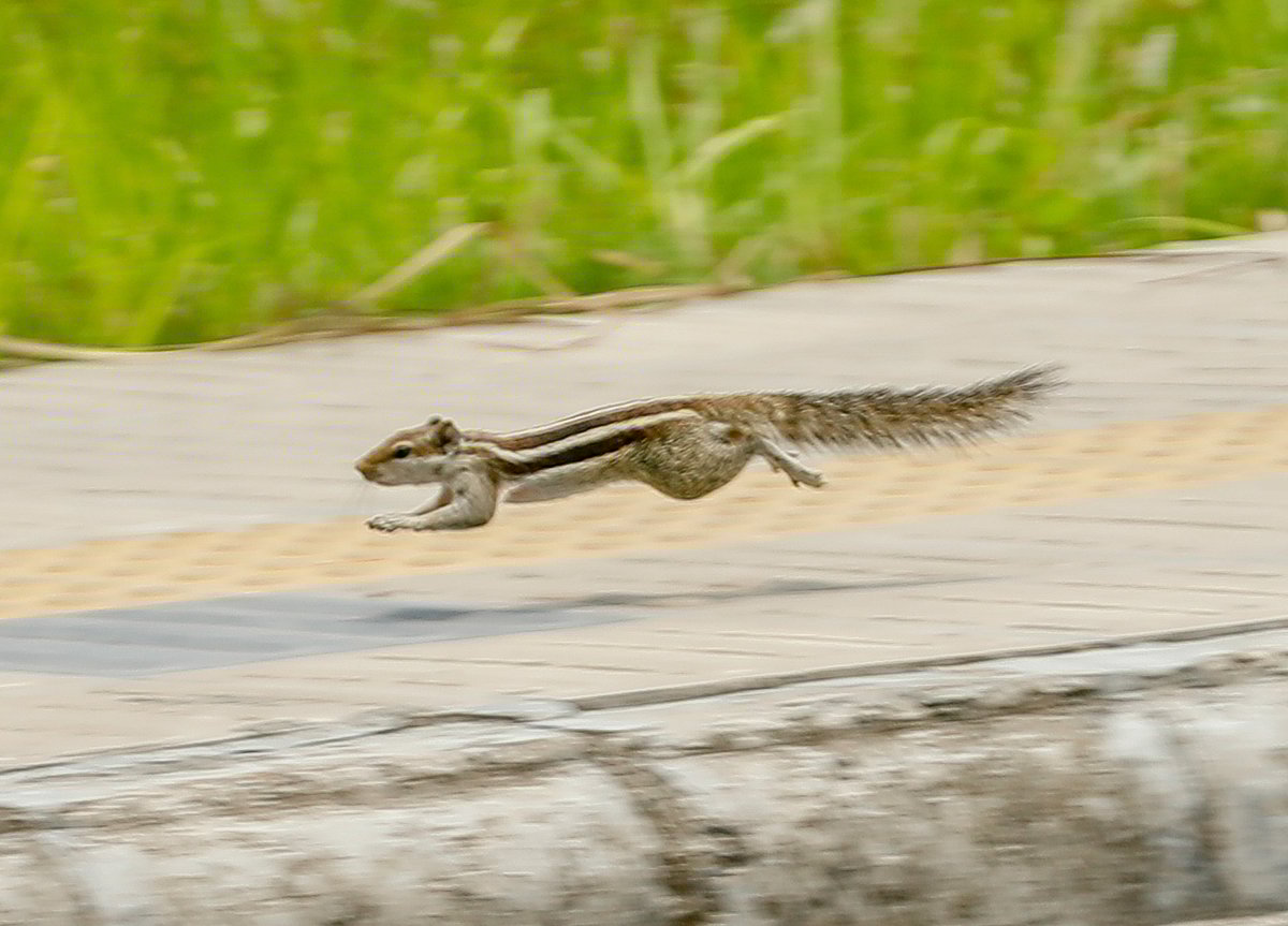 ছবি: সাদ্দাম হোসেন  