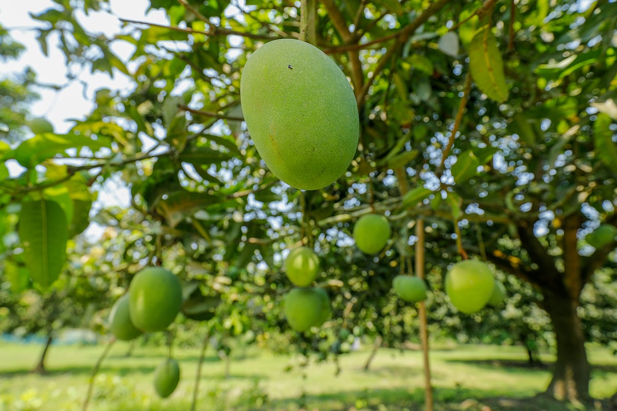 বাগানে গাছে গাছে ঝুলছে আম 