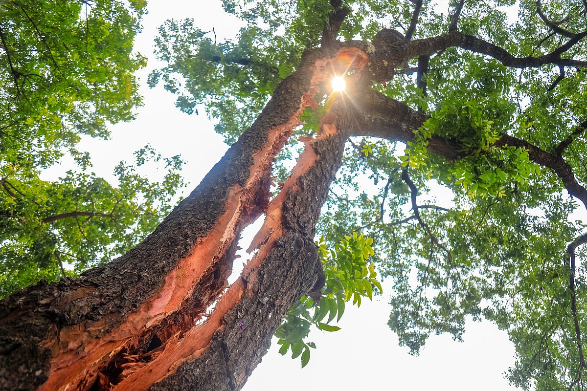 বড় মেহগনিগাছটি দ্বিখণ্ডিত হয়ে গেছে।