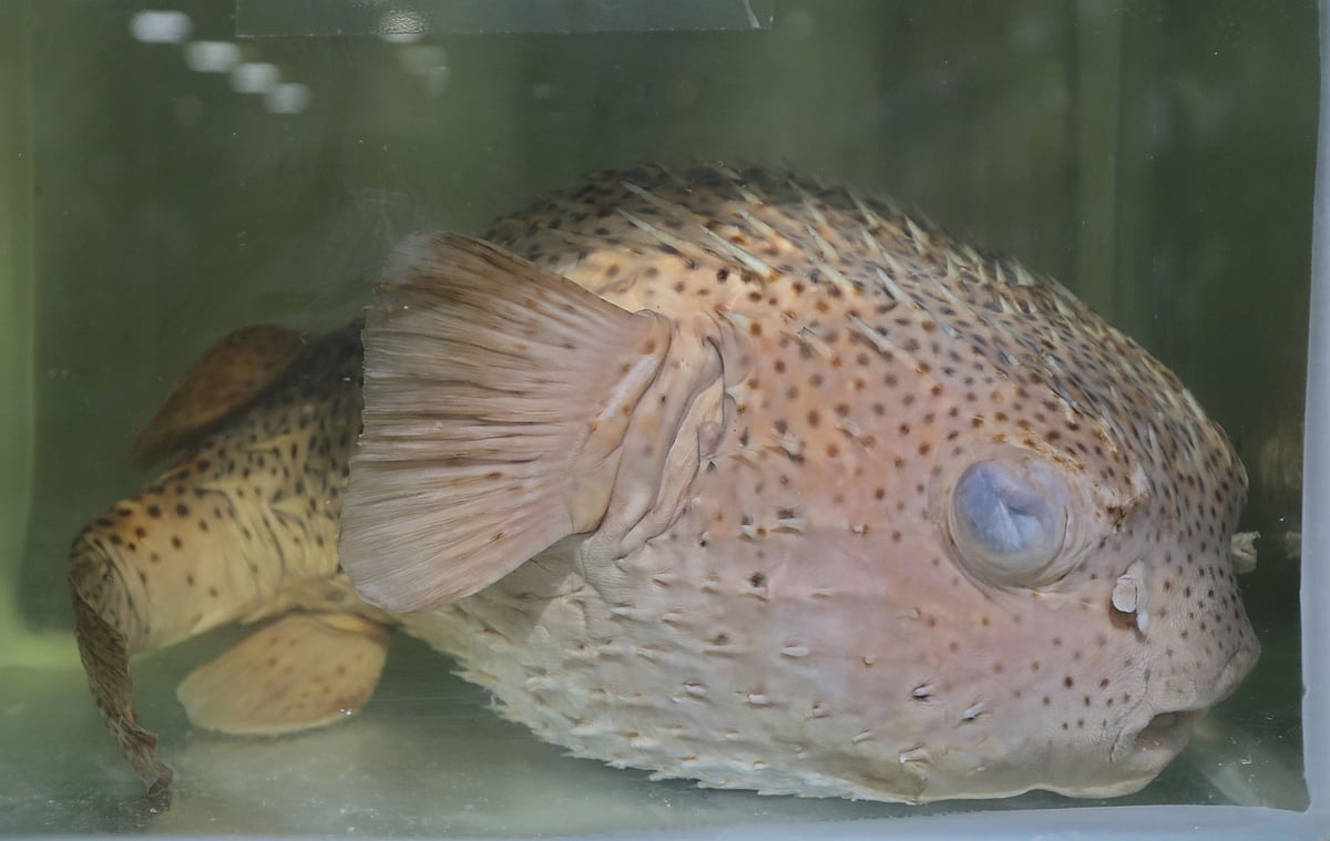 জাদুঘরে সংরক্ষিত আছে শজারু পটকা মাছ