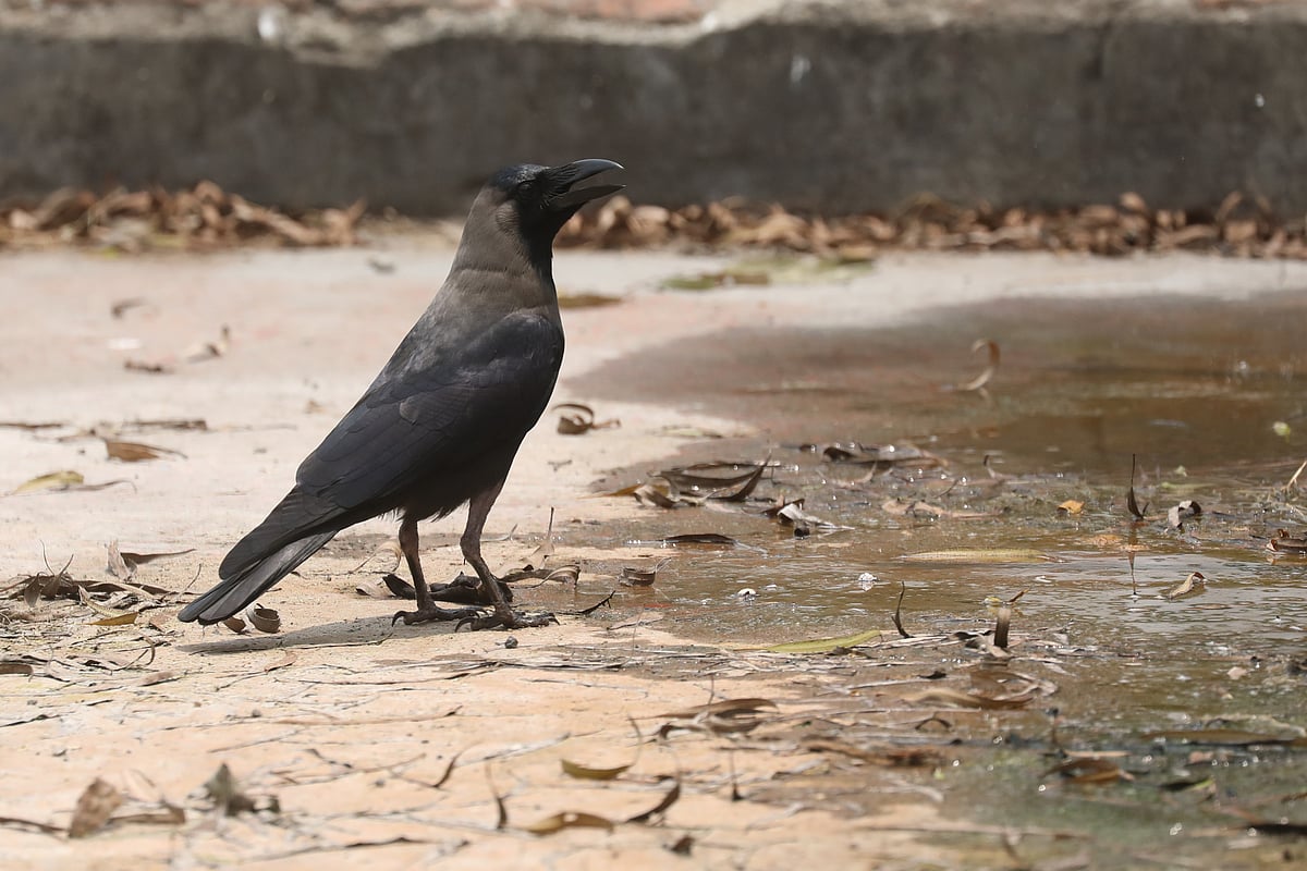 পানির কল থেকে পড়া ফোঁটা ফোঁটা পানি নিচে জমেছে। সেখানে পানি পানের জন্য এসেছে কাকটি 