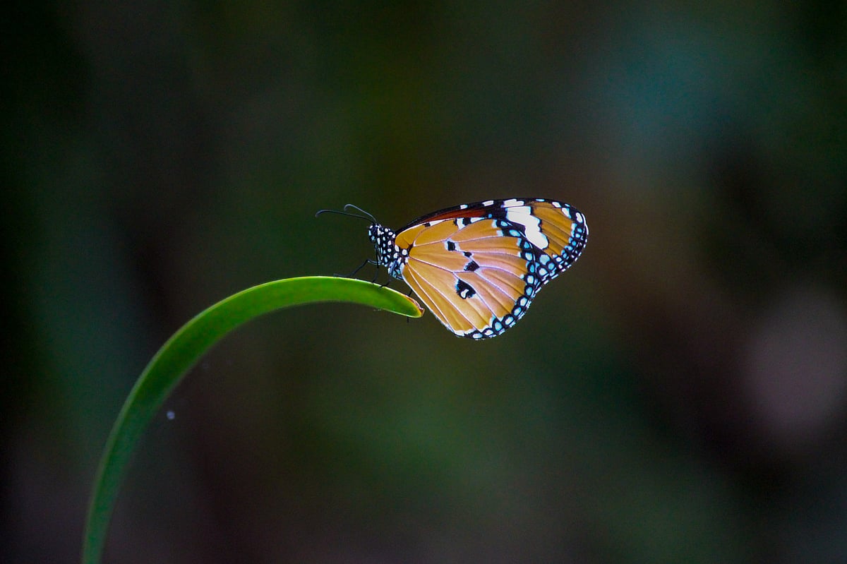 ছবি: সাদ্দাম হোসেন