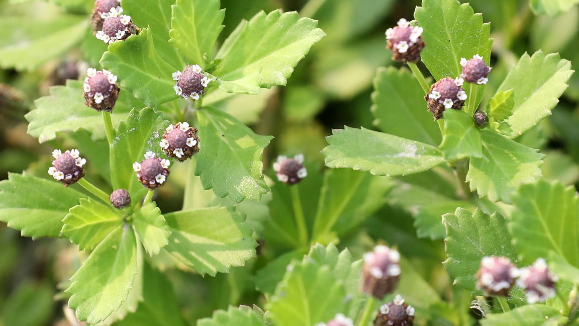 ছবি: সোয়েল রানা