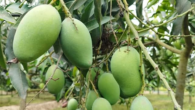 প্রথম আলো