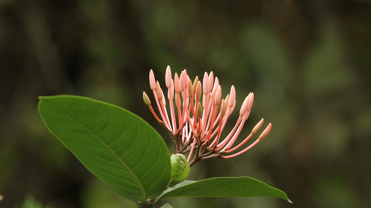 ছবি: সুপ্রিয় চাকমা