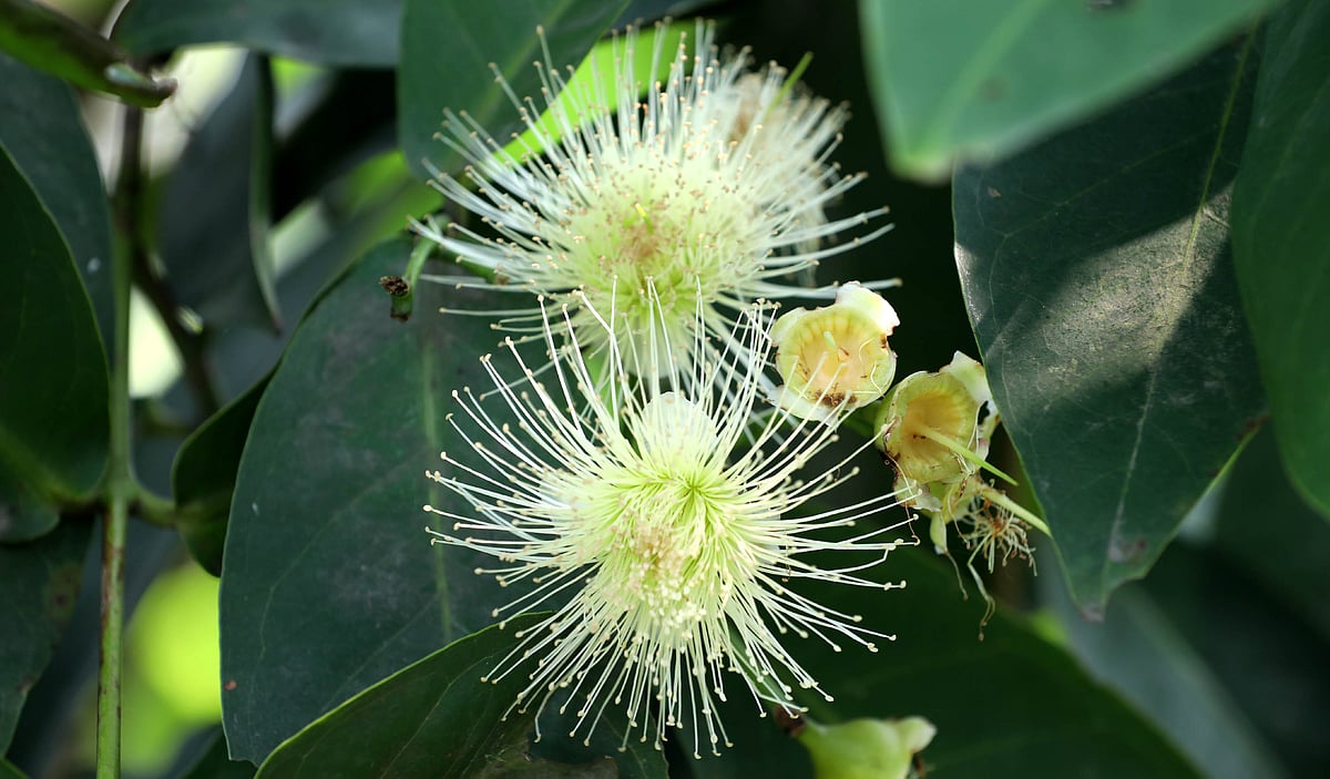 গাছে ফুটে আছে জামরুলের দৃষ্টিনন্দন ফুল