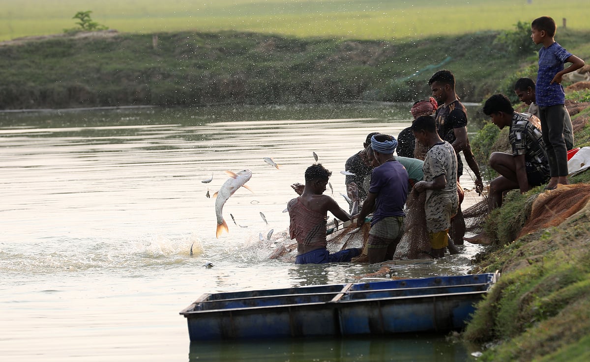 জাল ফেলে মাছ ধরা হচ্ছে। 